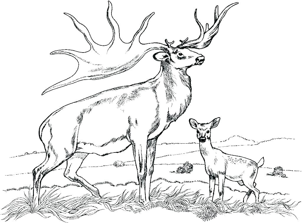 Mule Deer Coloring Page at GetColorings.com | Free printable colorings