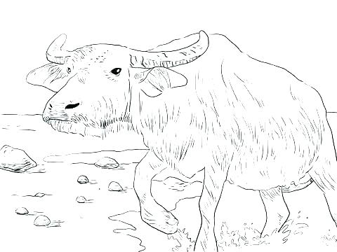 Musk Ox Coloring Page at GetColorings.com | Free printable colorings