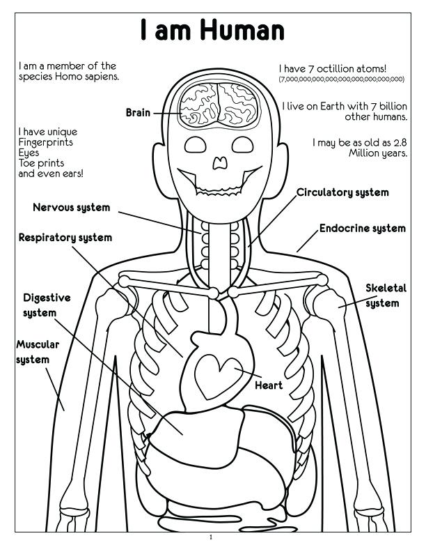Nervous System Coloring Page at GetColorings.com | Free printable