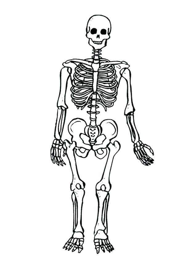 32+ nice image 8X10 Skeliton Coloring Page - Printable Skeleton