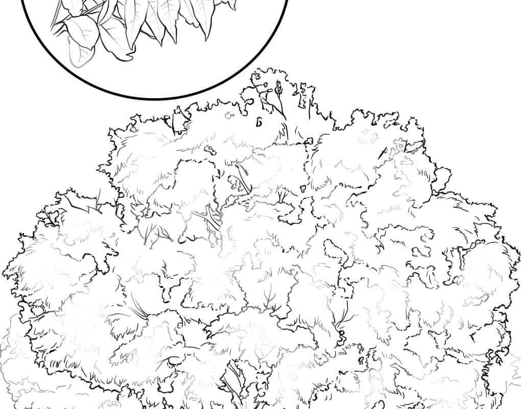 Nevada Coloring Page at GetColorings.com | Free printable colorings