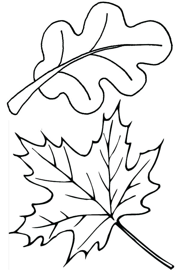 Oak Leaf Coloring Page At GetColorings Free Printable Colorings 