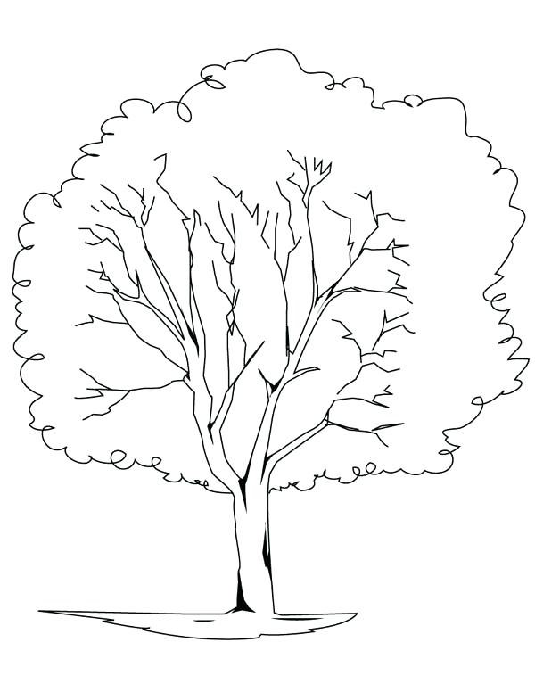 Oak Tree Coloring Page at Free printable colorings