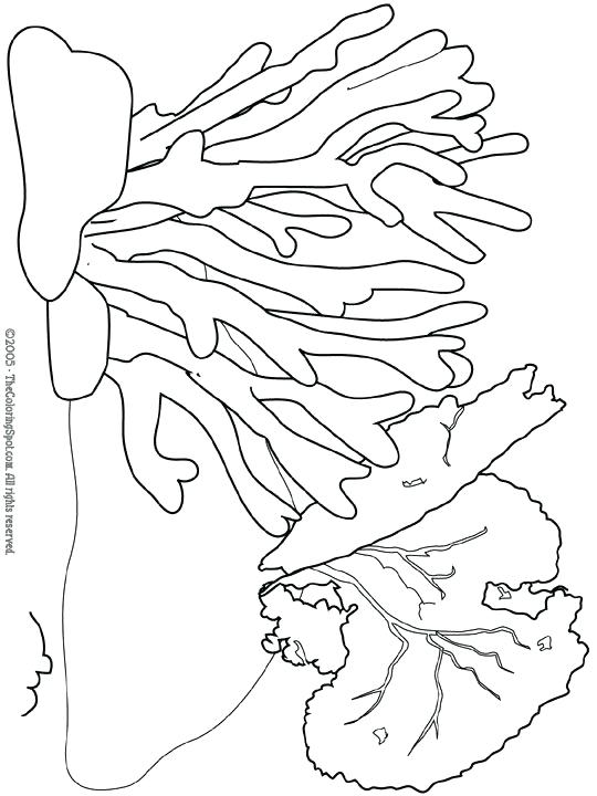 Ocean Plants Coloring Pages at Free printable