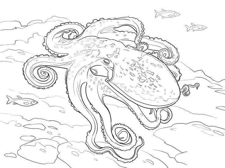 Octopuss Coloring Pages at GetColorings.com | Free printable colorings