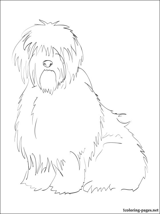 Old English Sheepdog Coloring Pages at GetColorings.com | Free