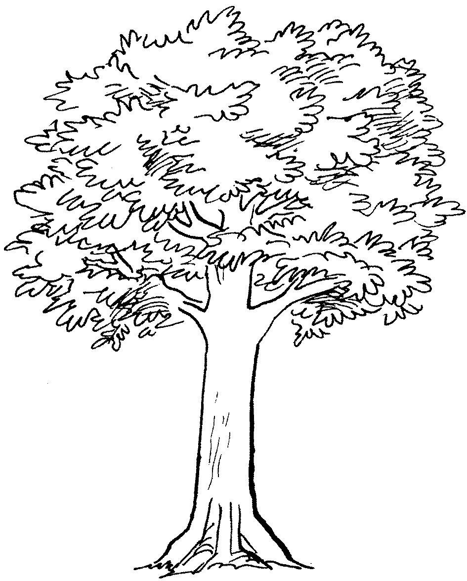 Simple Pencil Tree Drawing : Pencil Drawing Of A Tree 25 beautiful tree