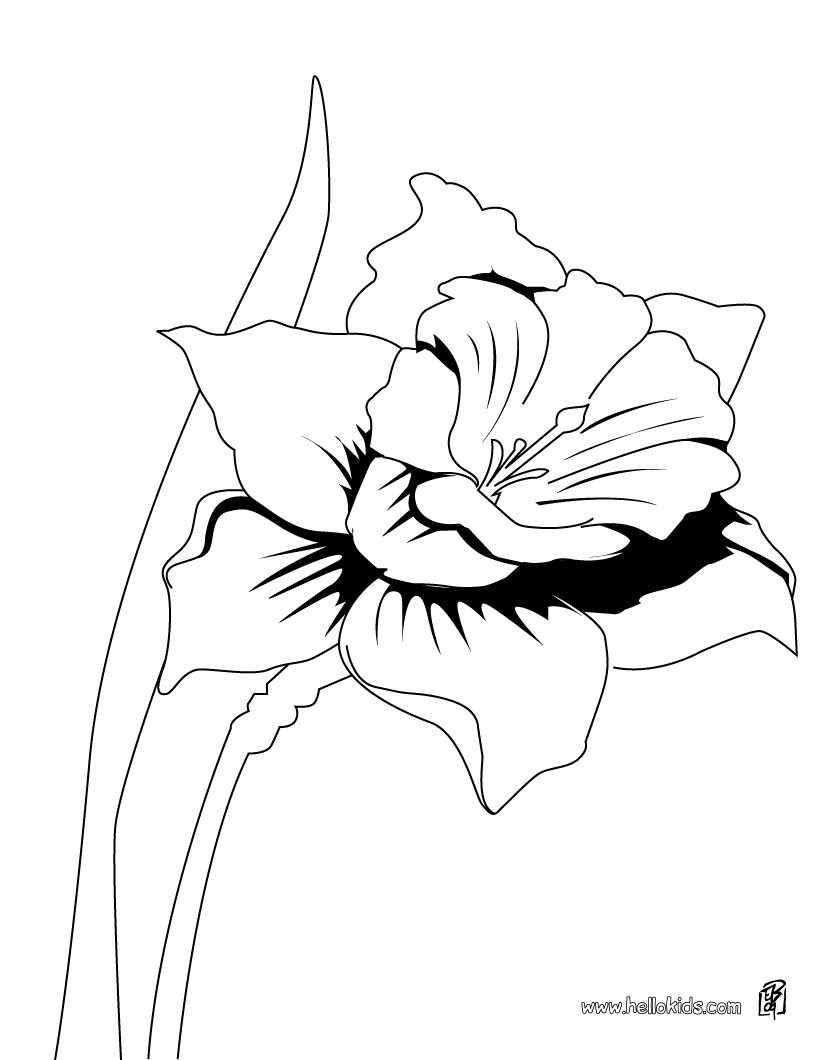 Orchid Coloring Pages at GetColorings.com | Free printable colorings