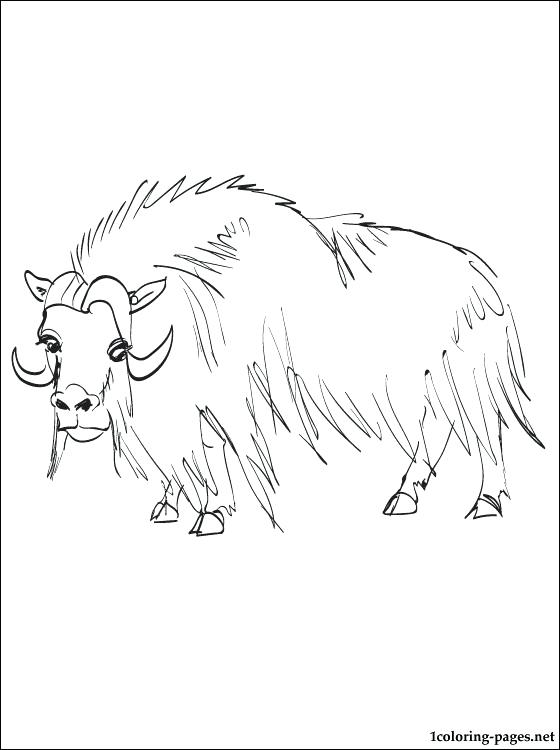 ox printable coloring page