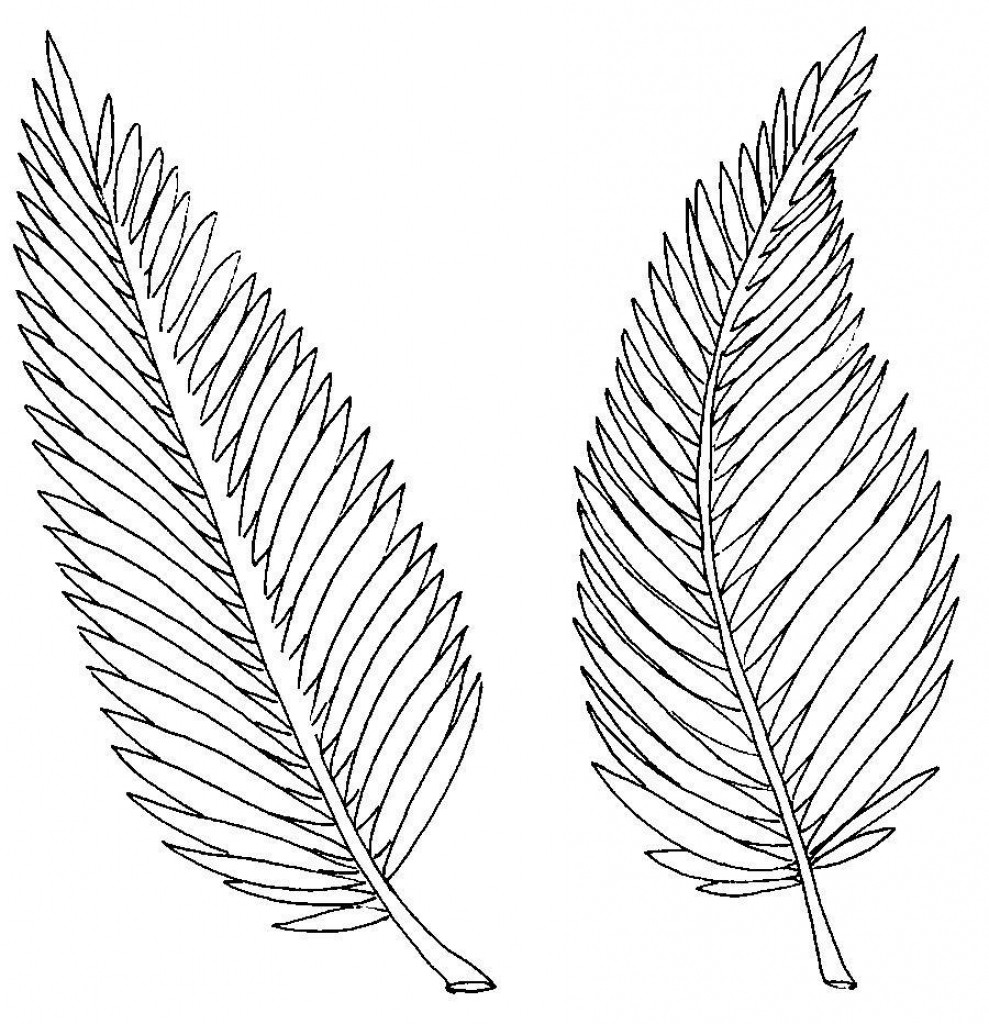 Palm Branch Coloring Page at Free printable