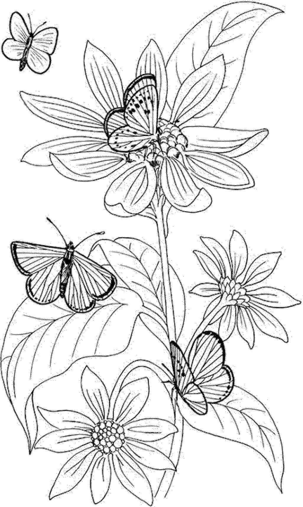 Pansy Flower Coloring Page at GetColorings.com | Free printable