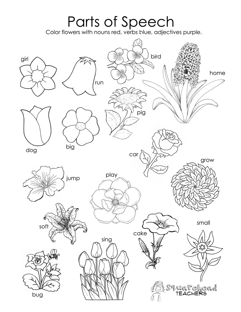 Parts Of A Flower Kindergarten Worksheet