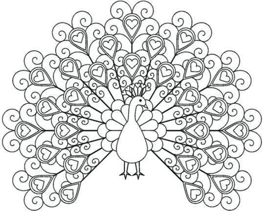 Peacock Pictures Coloring Pages At Getcolorings Com Free Printable