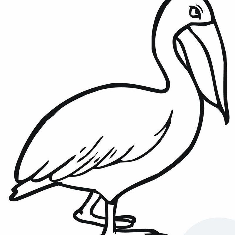Pelican Coloring Pages at GetColorings.com | Free printable colorings