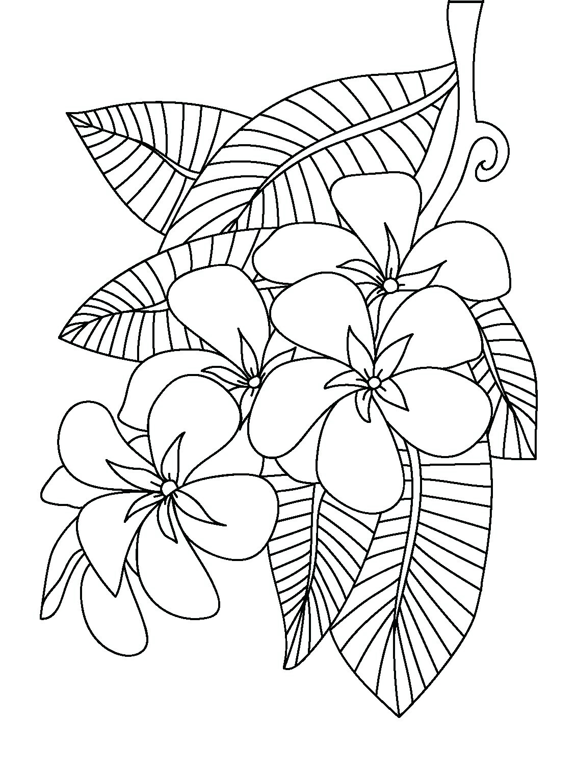 Peony Coloring Page at GetColorings.com | Free printable colorings