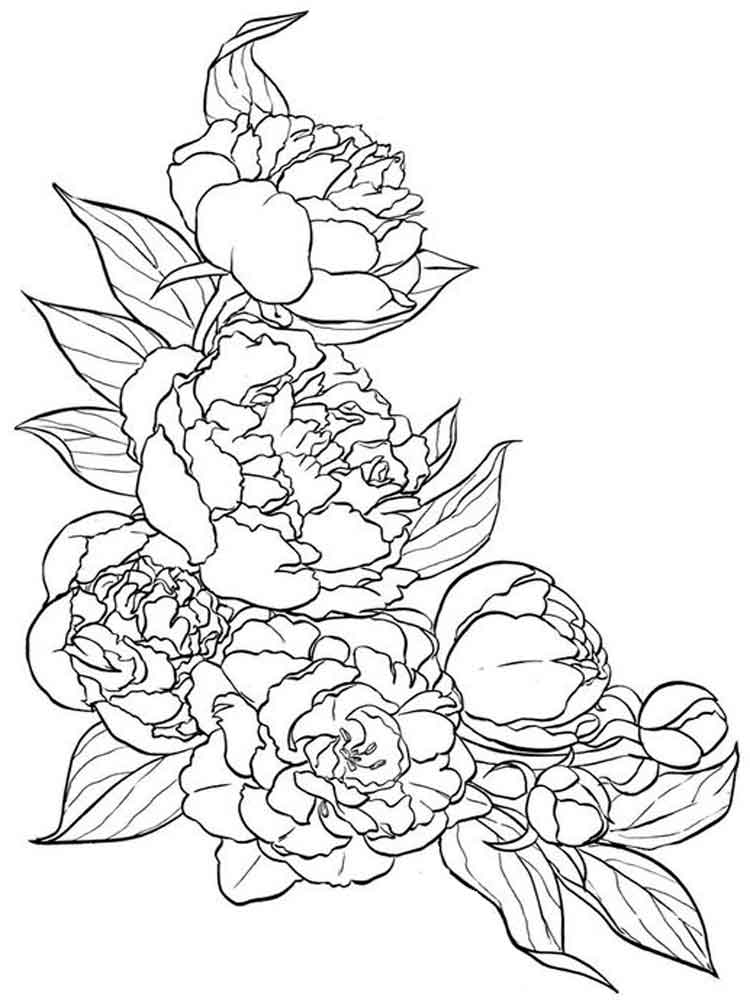 Peony Coloring Page at GetColorings.com | Free printable colorings
