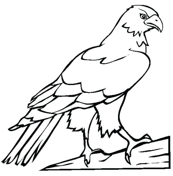 peregrine-falcon-coloring-page-at-getcolorings-free-printable