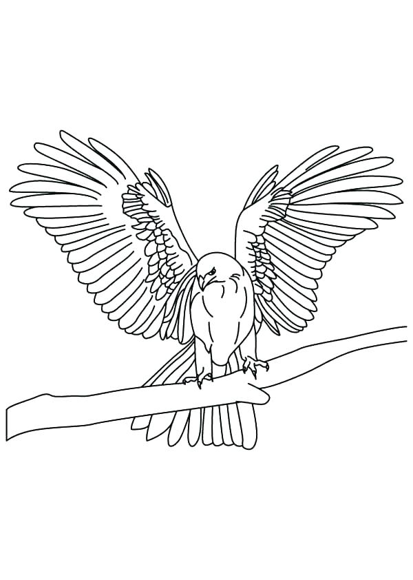 Peregrine Falcon Coloring Page at GetColorings.com | Free printable