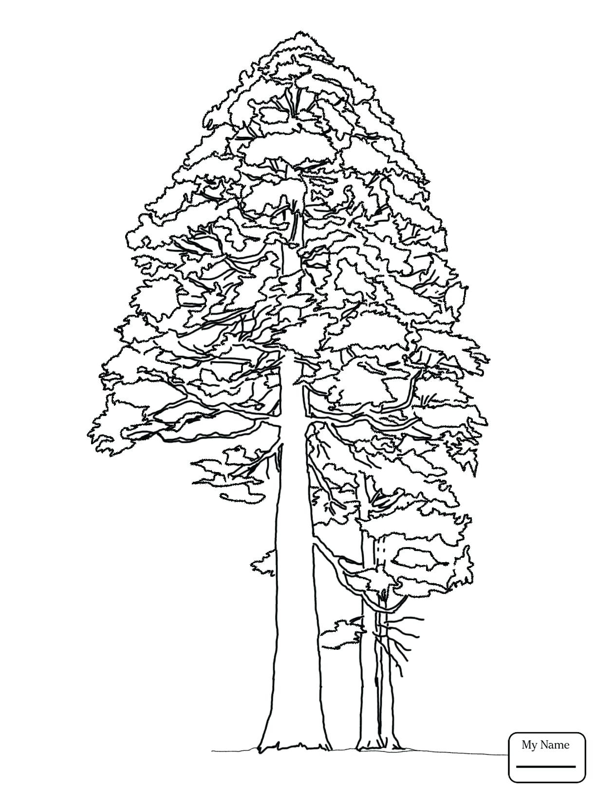 Секвойя дерево