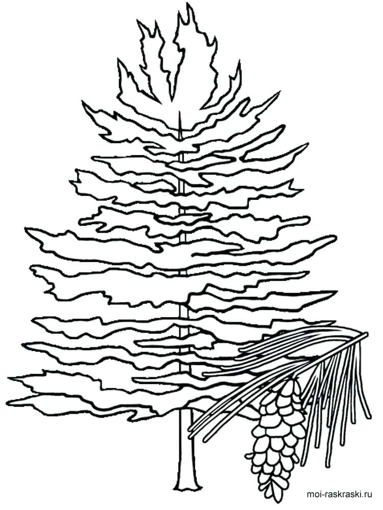 pine-tree-coloring-page-at-getcolorings-free-printable-colorings