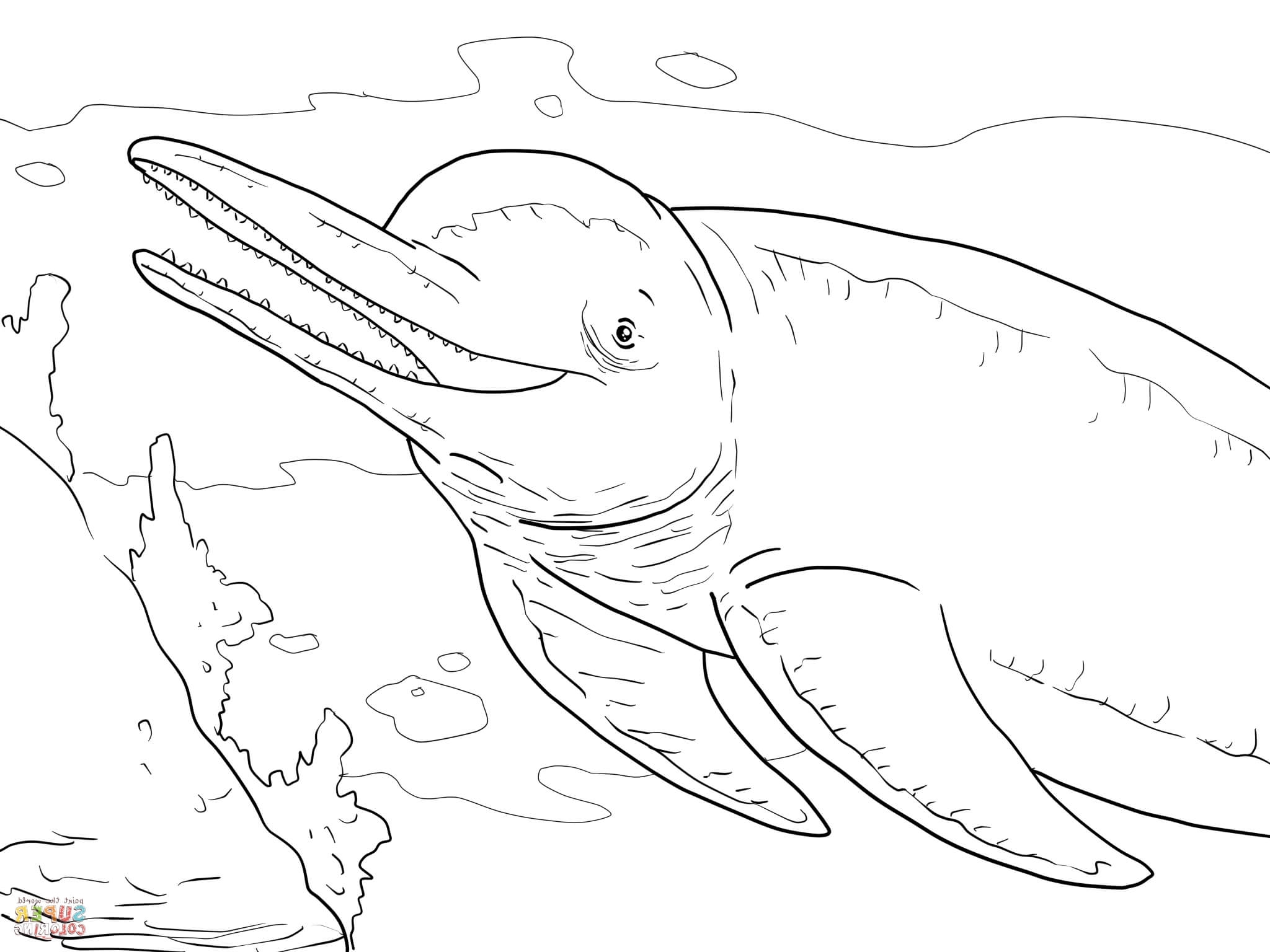 Pink Dolphin Coloring Pages at GetColorings.com | Free printable
