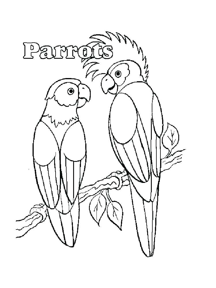 Pirate Parrot Coloring Pages at Free printable