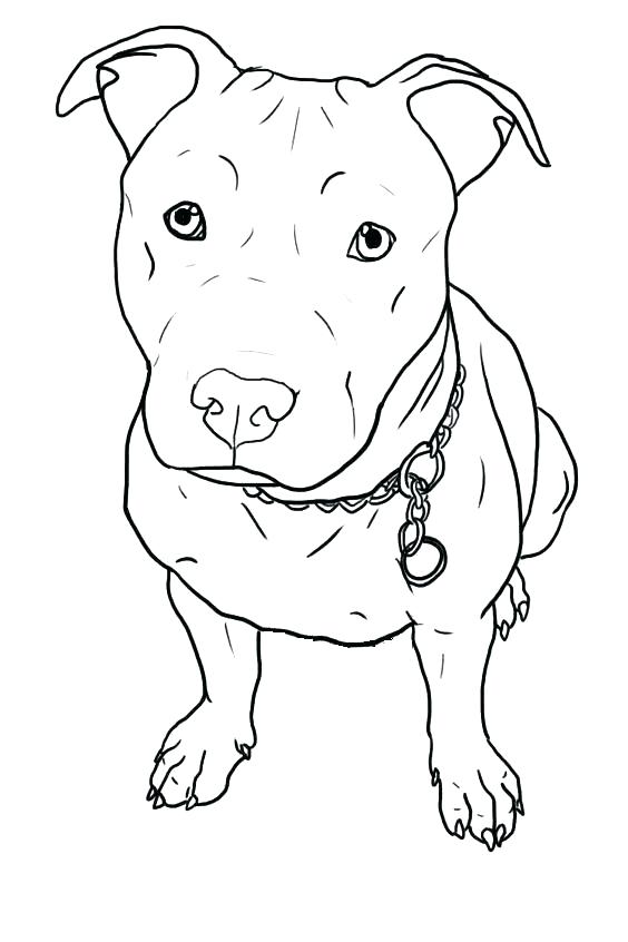 Pitbull Dog Coloring Pages at GetColorings.com | Free printable