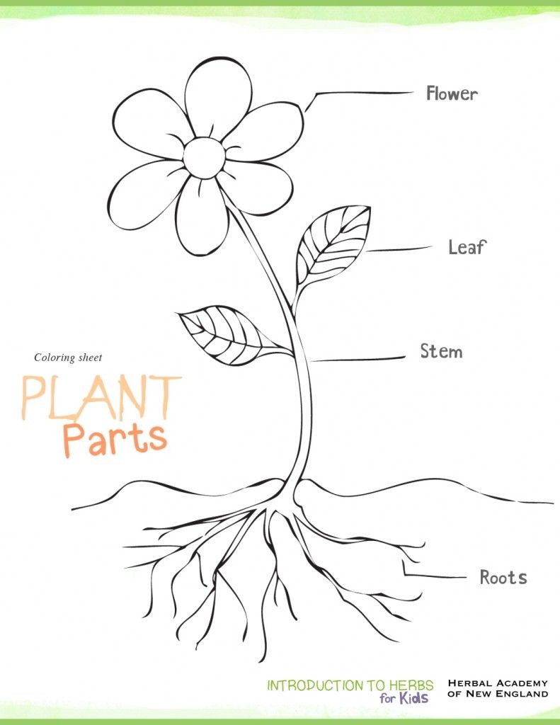 Plant Coloring Pages For Kindergarten at GetColorings.com | Free