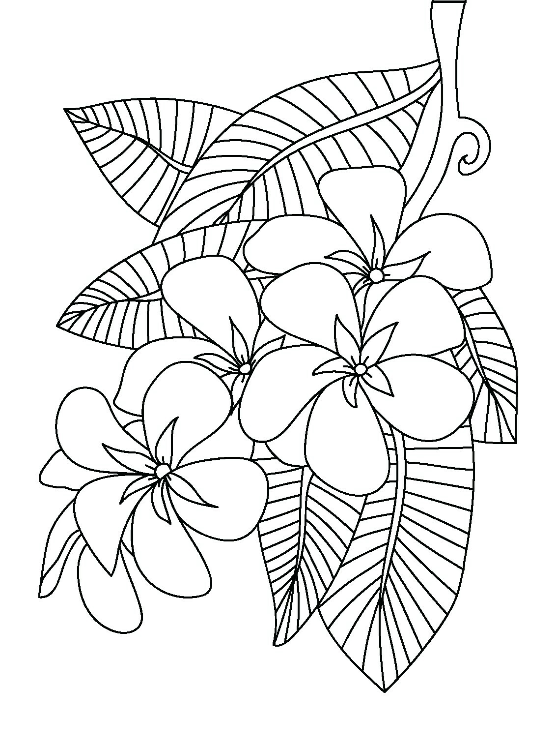 plumeria-flower-coloring-pages-at-getcolorings-free-printable