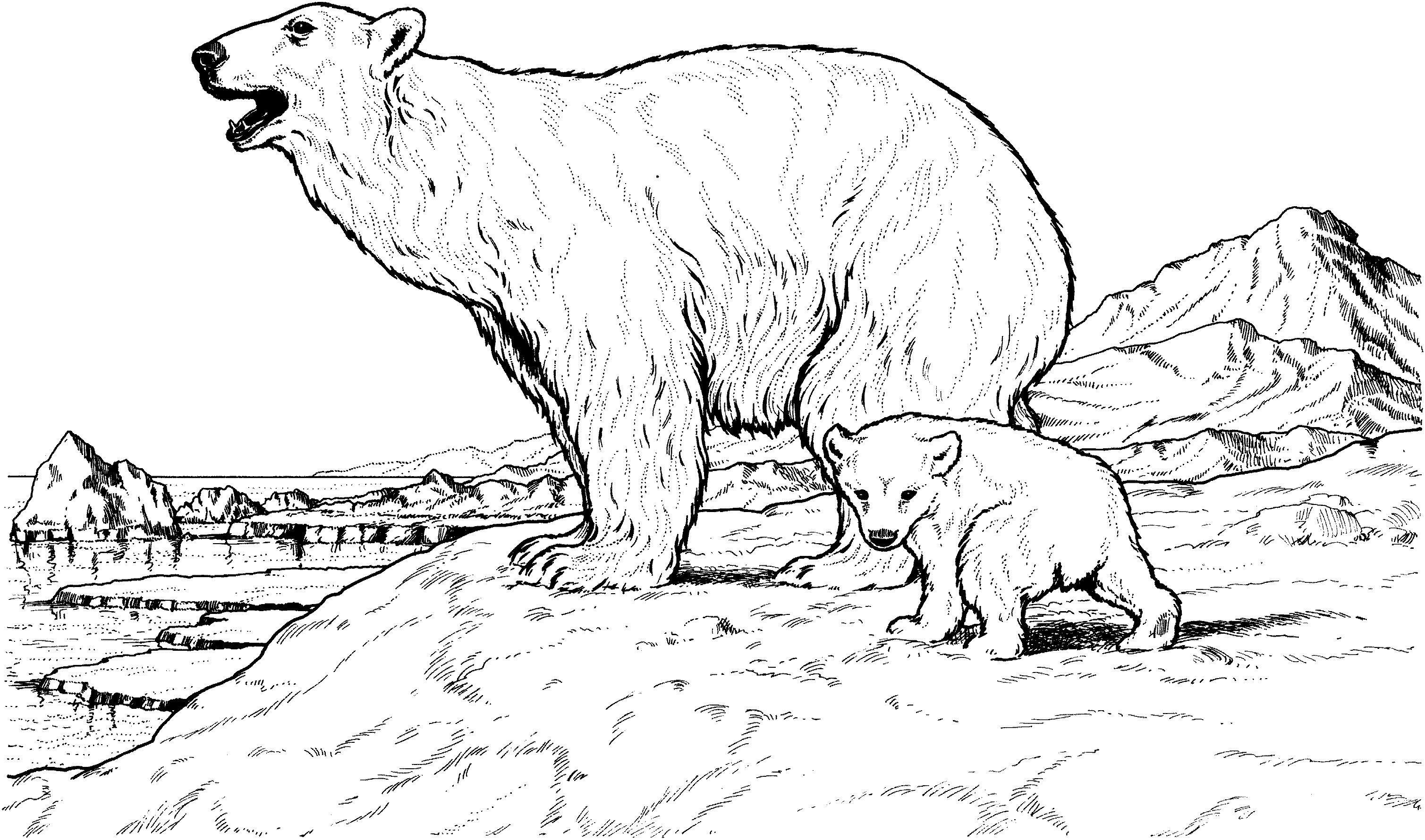 Polar Bear Cub Coloring Pages at GetColorings com Free printable