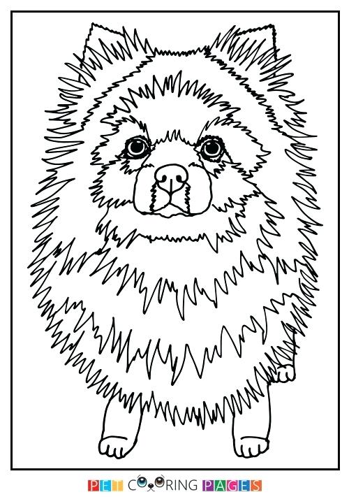 Pomeranian Puppy Coloring Pages at GetColorings.com | Free ...