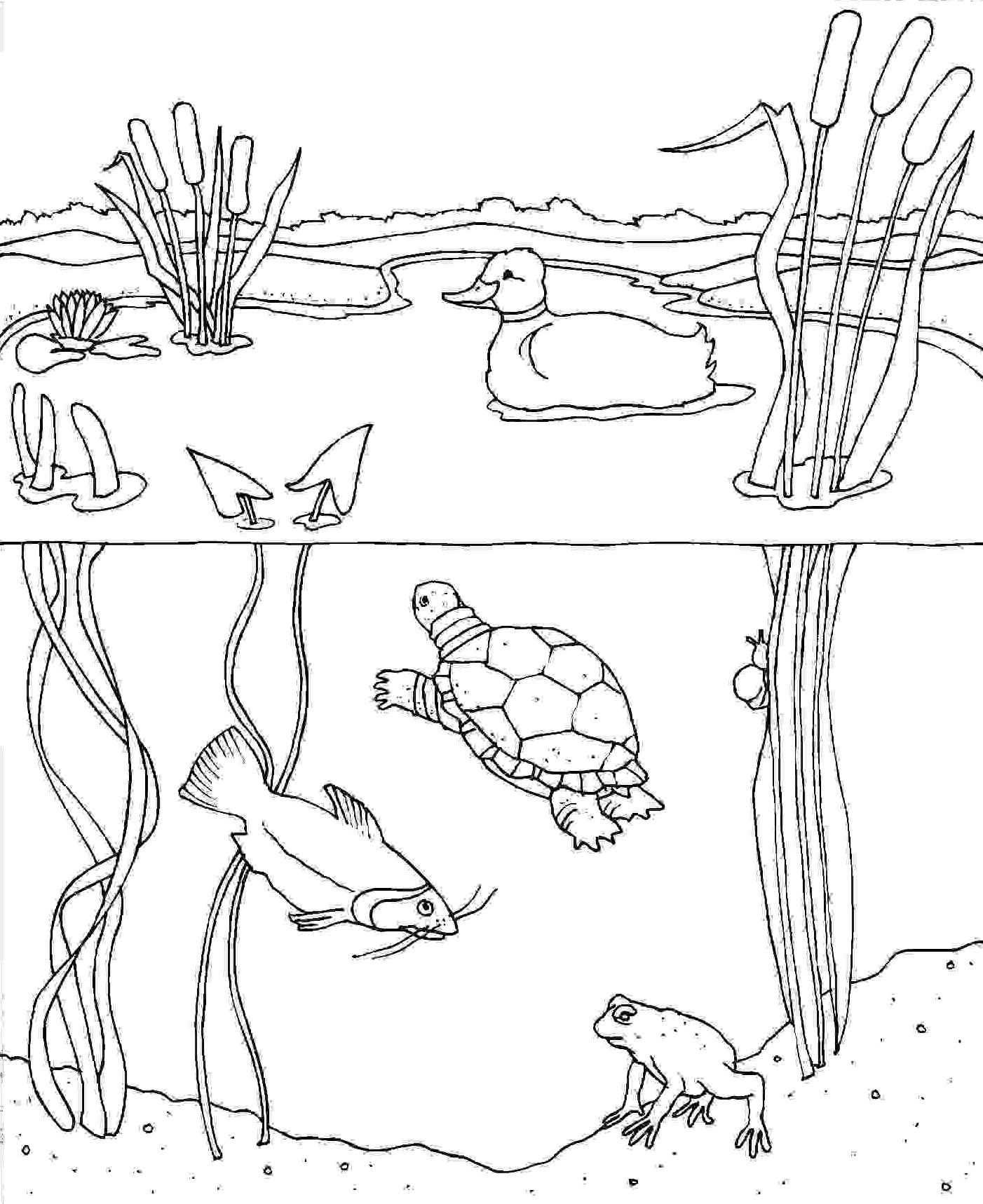 Ocean Animal Habitat Coloring Pages Coloring Pages