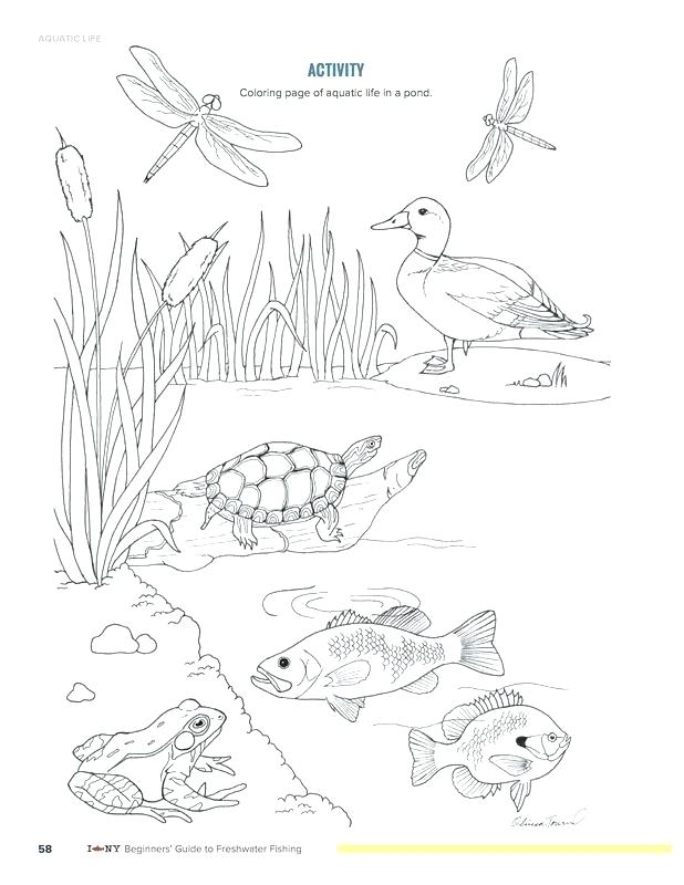 pond-animals-coloring-pages-at-getcolorings-free-printable