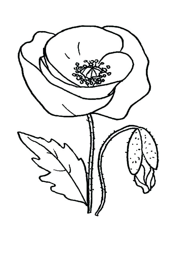 Poppy Coloring Page at GetColorings.com | Free printable colorings