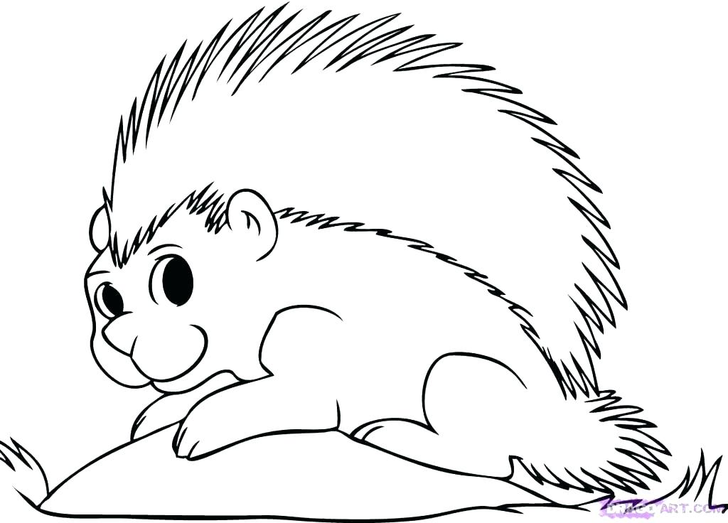 Porcupine Coloring Pages Clipart Clip Cliparts Drawing Porcupines Cute 