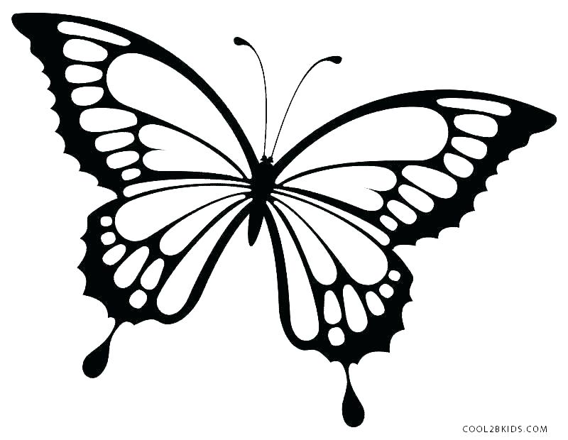 800x620 Cute Butterfly Coloring Pages Butterflies