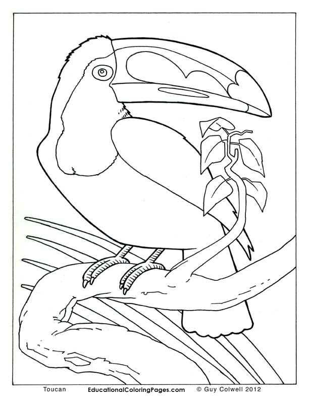 10 Easy Realistic Animal Coloring Pages for a Relaxing Escape