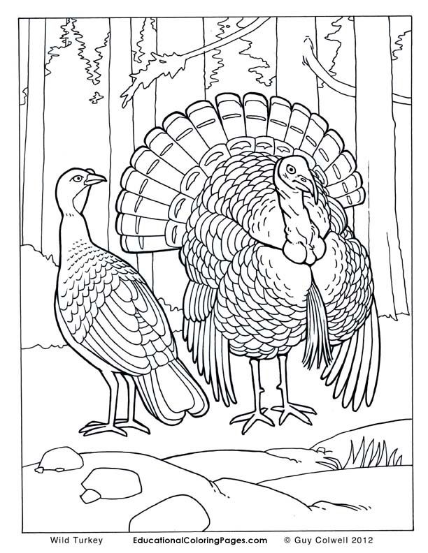 Printable Realistic Animal Coloring Pages at GetColorings.com | Free