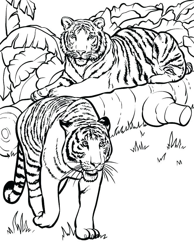 10 Printable Realistic Animal Coloring Pages for Unleashing Your Inner Artist