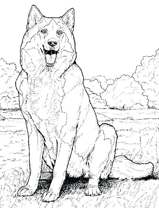 Printable Realistic Animal Coloring Pages at GetColorings