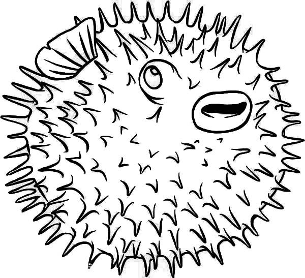 Puffer Fish Coloring Page at GetColorings.com | Free printable