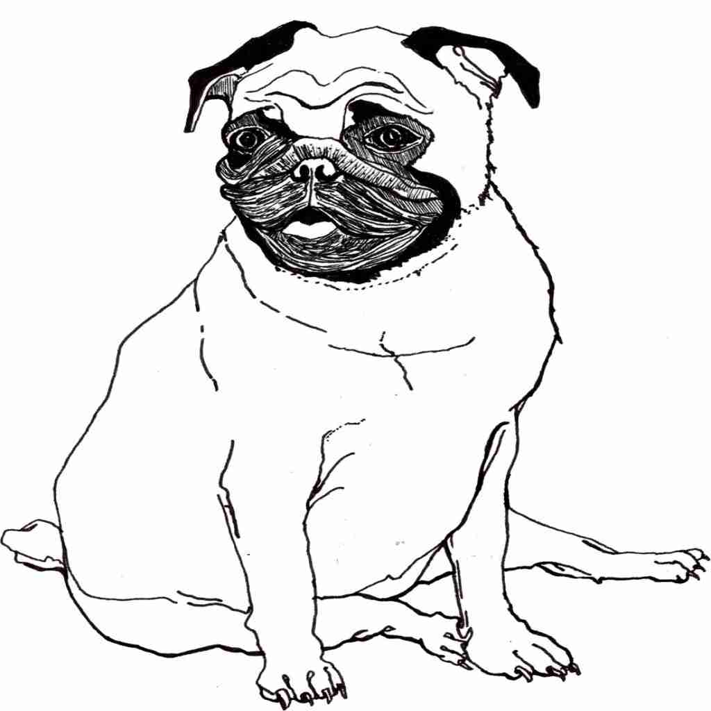 Pug Coloring Pages at Free printable colorings pages to print and color