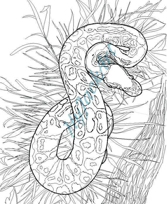 Python Coloring Pages at GetColorings.com | Free printable colorings