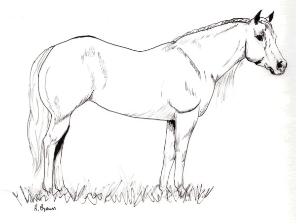 Quarter Horse Coloring Pages at GetColorings.com | Free printable