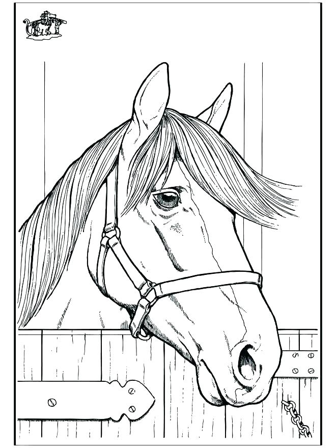 Quarter Horse Coloring Pages at Free printable