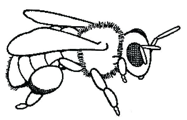 bee coloring honey baby drawing queen beehive sheet printable getdrawings getcolorings pag