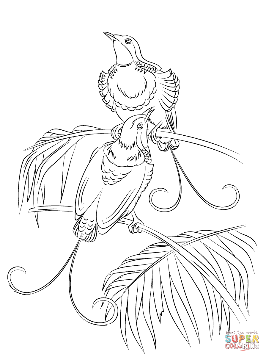 Quetzal Coloring Page at GetColorings.com | Free printable colorings