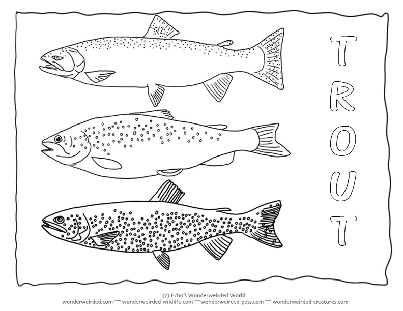 Rainbow Trout Coloring Page at GetColorings.com | Free printable