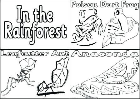 Rainforest Animals Coloring Pages at GetColorings.com | Free printable