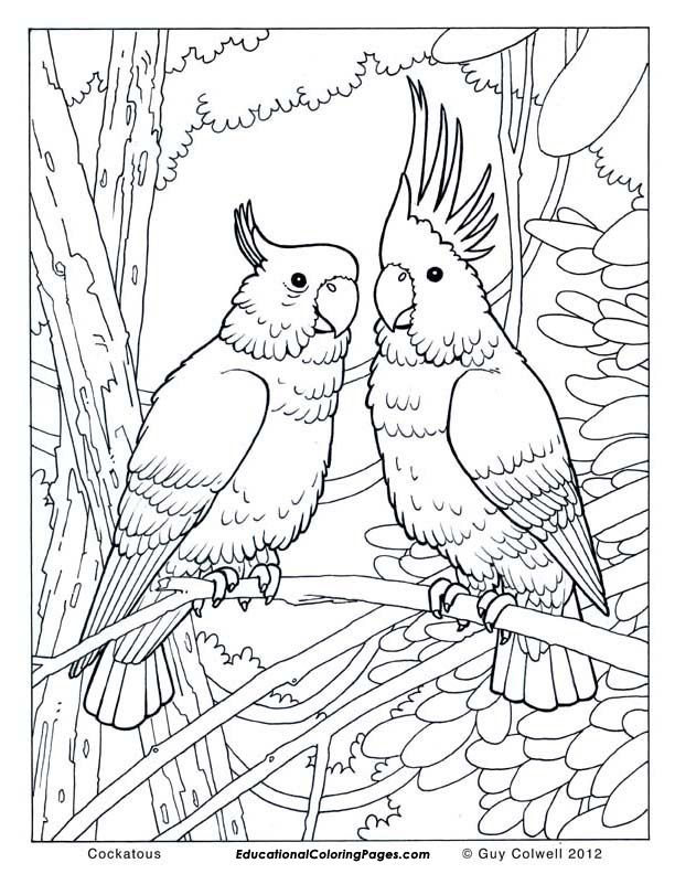 rainforest-birds-coloring-pages-at-getcolorings-free-printable-colorings-pages-to-print